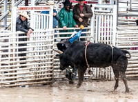 Bull Riding
