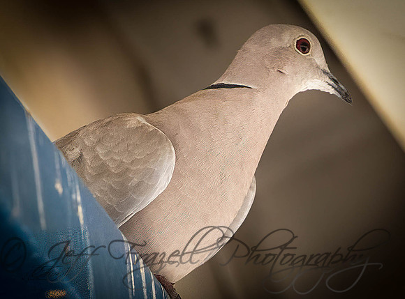 _E0I4013-Edit