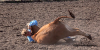 Steer Wrestling